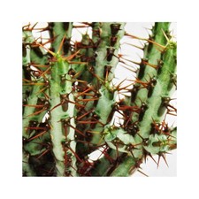 Exotenherz Euphorbia