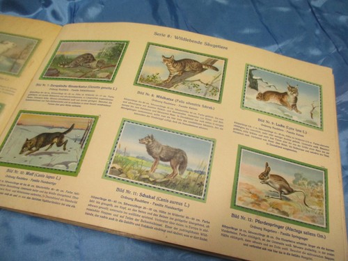 Säugetiere chlorodont - säugetiere, ,