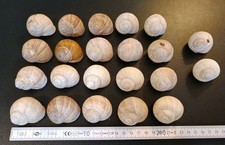  Schneckenhäuser , 22 Stück ,Osterdeko,Bruthöle, Aquarium Deko 4-5 cm 
