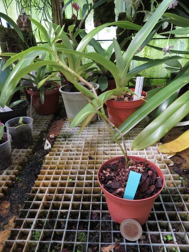 Dendrobium stuposum