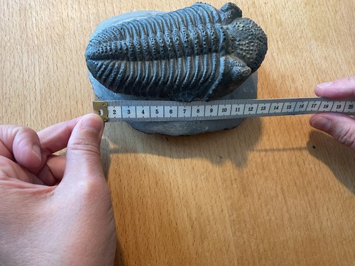 Trilobit versteinerung fossil - trilobit,