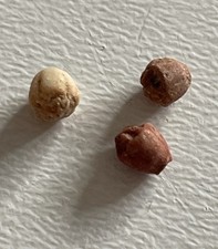 Wrightocrinus jakovlevi