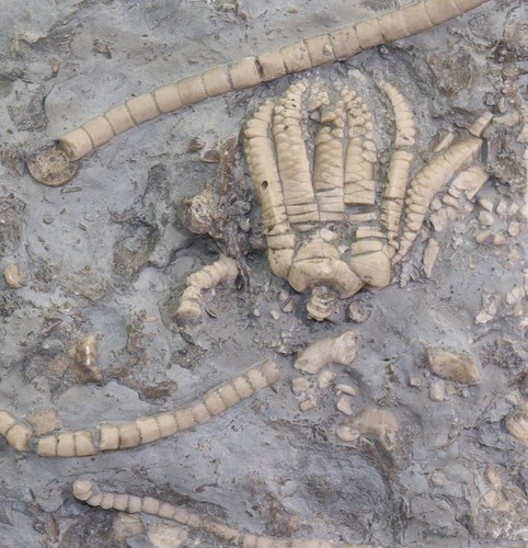Crinoide encrinus - crinoide,,
