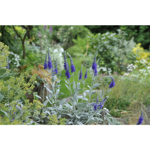 Veronica spicata ssp incana - ssp.,