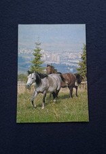AK Pferdepostkarte, Vollblut Araber, Horse