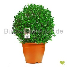 Buchsbaum Kugel 'Faulkner' | Ø35cm | Im Topf gewachsen | 10L |  ±7 Jahre alt