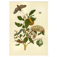 Künstler-AK v. Maria Sibylla Merian / Metamorphosis Insectorium S., Guajava