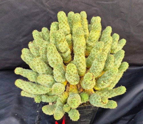 Tephrocactus articulatus - tephrocactus,