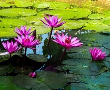 Seerosen pink Teichpflanzen Teichpflanze Sumpfpflanze / Samen