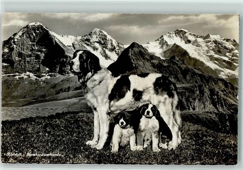 10323513 und welpen ak - welpen,