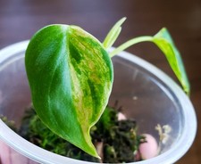 Rooted TOP Cut Philodendron