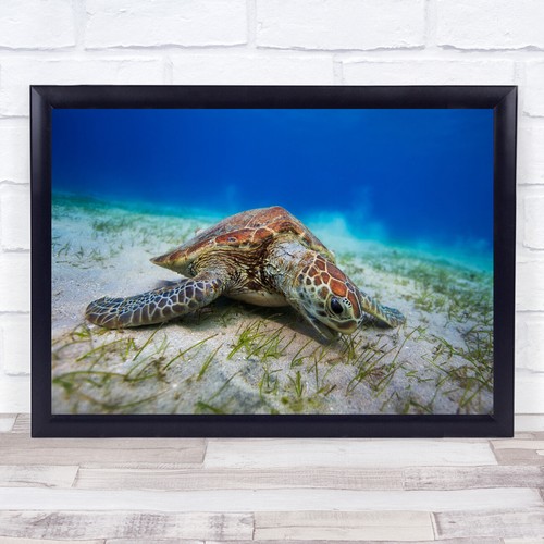 Schildkröte chelonia mydas - schildkröte,