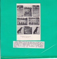 Bamberg - Stadtpolizei - Bamberger Polizeihunde - sw-Ansichtkarte - ca. 1910
