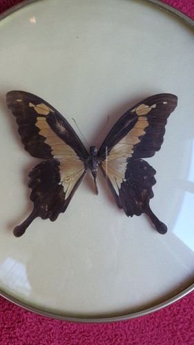 Papilio phorcas