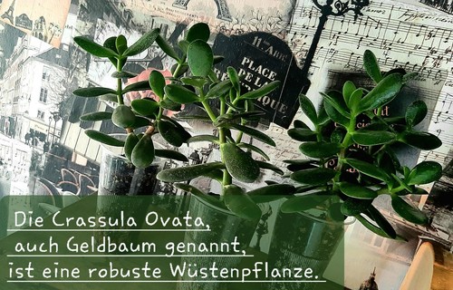 Crassula ovata geldbaum - crassula,