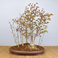 Bonsai Outdoor, Dreispitzahorn