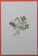 Preiselbeere  Vaccinium