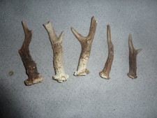 Rehgehörn Stangen Geweih Deko