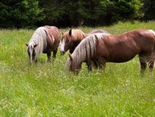 Pferdeweide Saatgut Samen