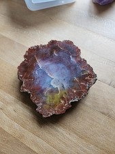 Versteinertes Holz Mineral 12x12x 1-3cm Heilstein 517g