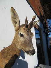 Abnorm Rehbock Tierpräparat