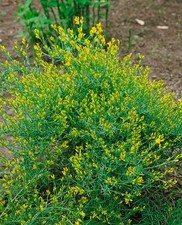 Genista anglica, Englischer