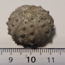 Seeigel Hemicidaris ca. 2,5 cm