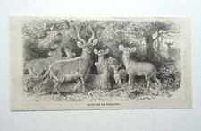 Impalas aus dem Kaffernlande. Antilopen, Afrika, Holzstich von 1879