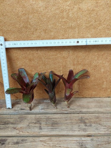 Bromelien sortiment 3 - bromelien,