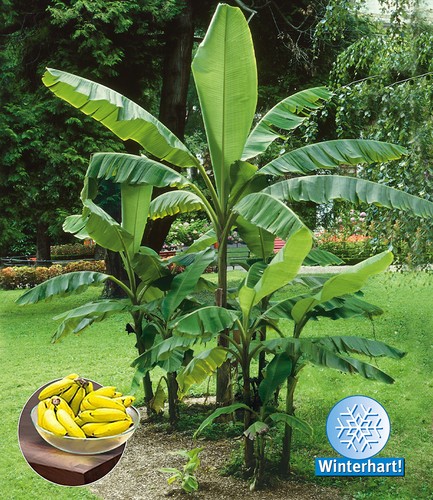 Winterharte banane grün 1 - winterharte, 'grün',1