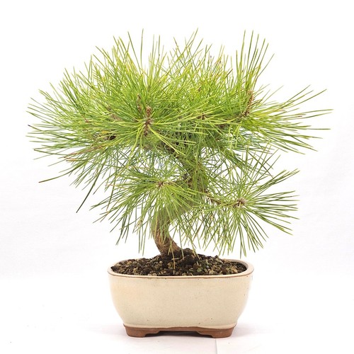 Bonsai japanische - bonsai,