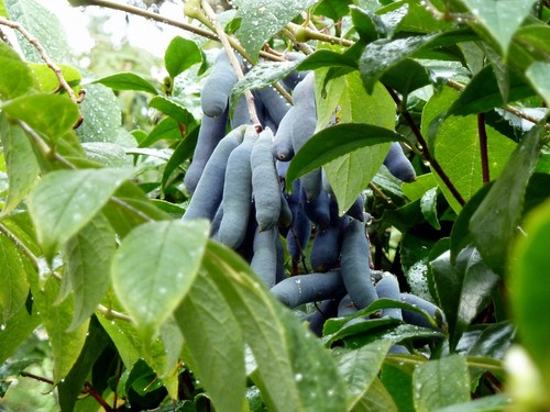 Blaugurkenstrauch decaisnea - blaugurkenstrauch,