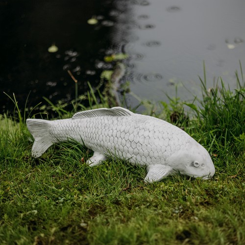 Koi fisch nishikigoi karpfen - fisch,