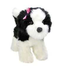 Shih tzu tibet terrier - tzu,