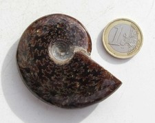 Ammonit aus Madagaskar fossil