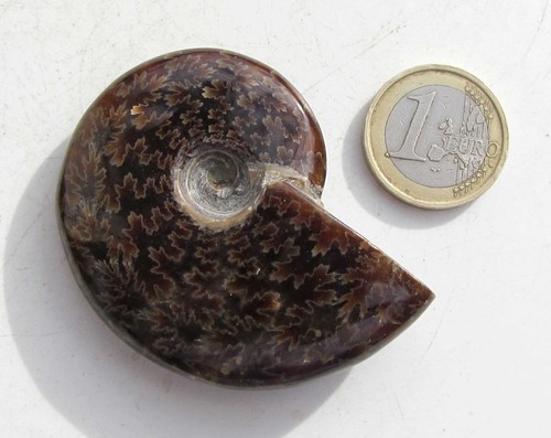 Ammonit aus madagaskar fossil - ammonit,