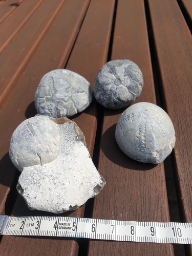 Versteinerungen fossilien - versteinerungen,