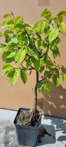 Pre bonsai hainbuchenbaum - pre-bonsai,,
