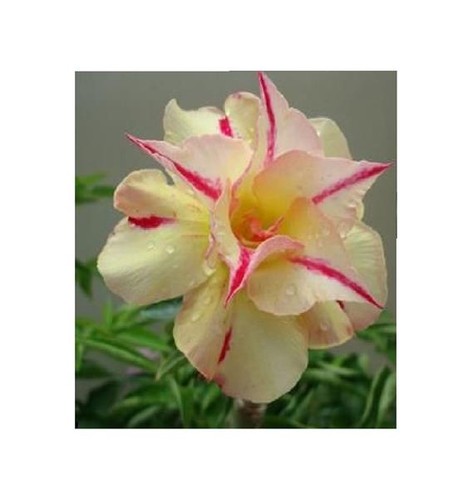 Adenium obesum - 3x,