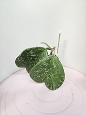 heavenly HOYA Hoya kerrii splash Herz blatt bewurzelt