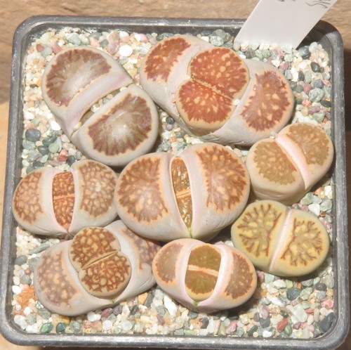 Lithops julii cv - 8x,