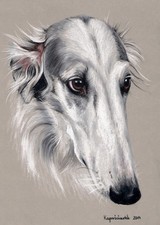 Windhund * Levrier  * Barsoi