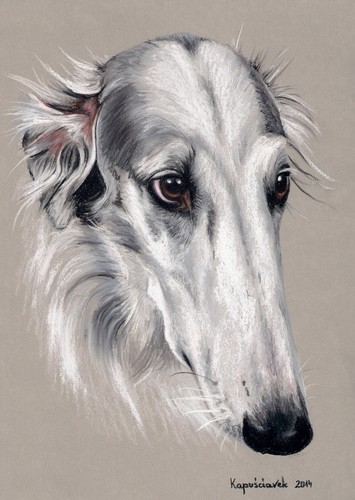 Windhund levrier barsoi - , *