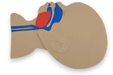 Kopfschnittmodell Säugling/ Kind für die Erste Hilfe Ausbildung / Anatomiemodell