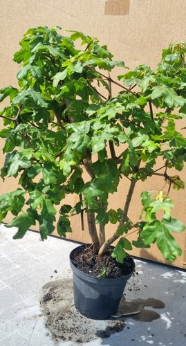 Prebonsai feldahorn acer - ,