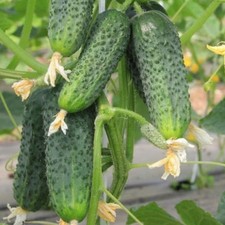 Gurken Kurazh F1 Samen