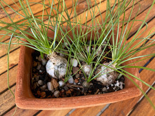 Albuca humilis, Caudex, rare succulent bulb in Terracotta Topf