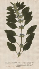 Dracocephalum Drachenköpfe