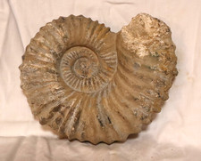 AMMONIT Fossilie Schnecke