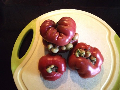 Tomatensamen purple - ,